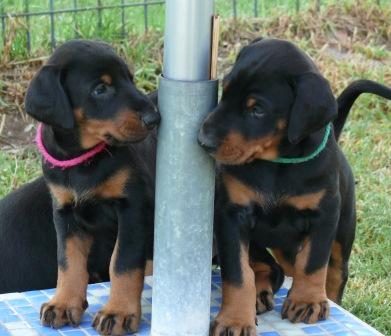 Cachorros camada M con 5 semanas de edad