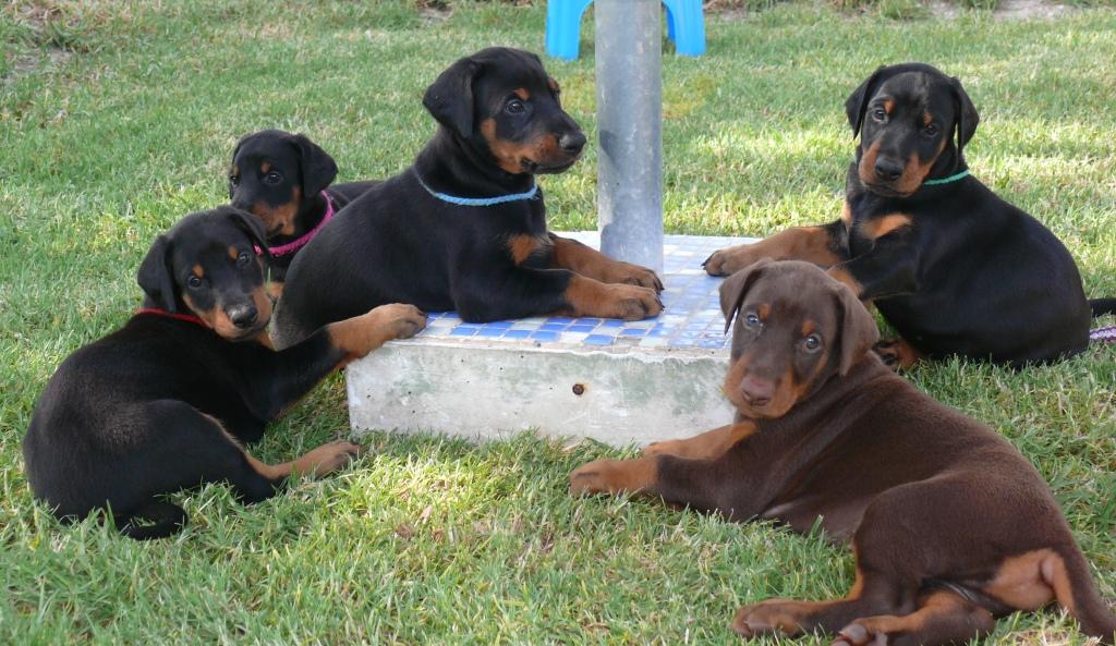 Cachorros camada M con 5 semanas de edad