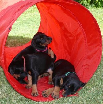 Cachorros camada M con 5 semanas de edad