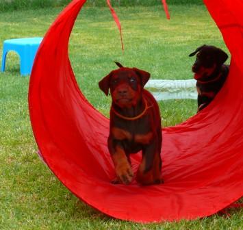 Cachorros camada M con 5 semanas de edad