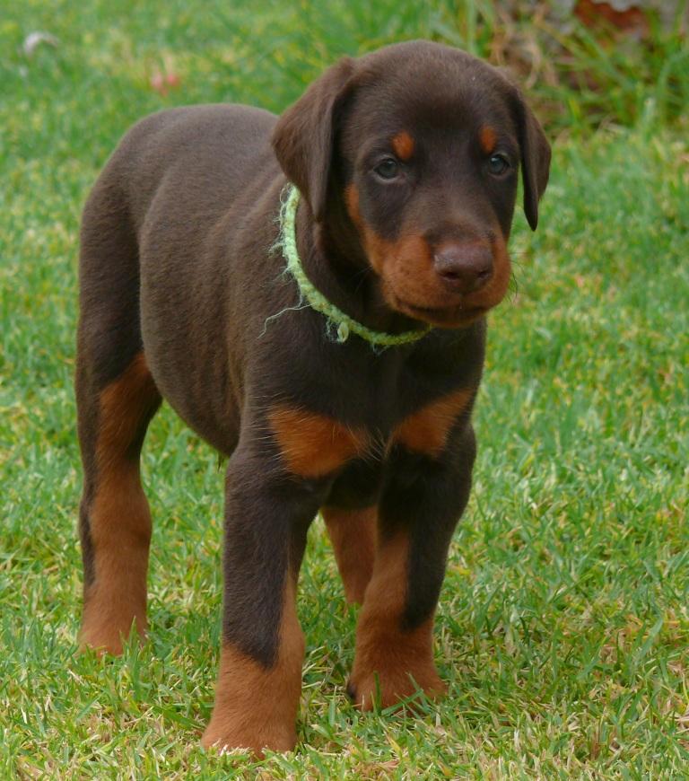 Cachorros camada M con 5 semanas de edad