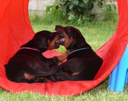 Cachorros camada M con 5 semanas de edad