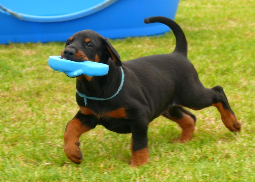 Cachorros camada M con 5 semanas de edad