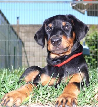 Rhayader Mandy 8 semanas de edad