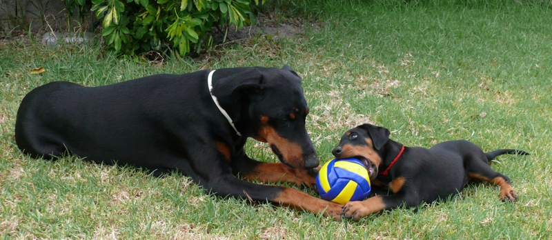 Rhayader Mandy a las 8 semanas con su madre Jody