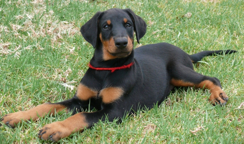 Rhayader Mandy 8 semanas de edad