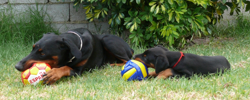 Rhayader Mandy a las 8 semanas con su madre Jody