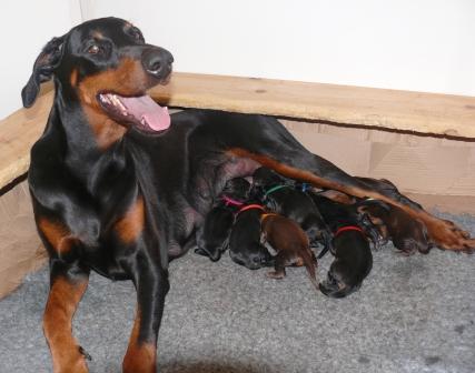Cachorros con 1 dia