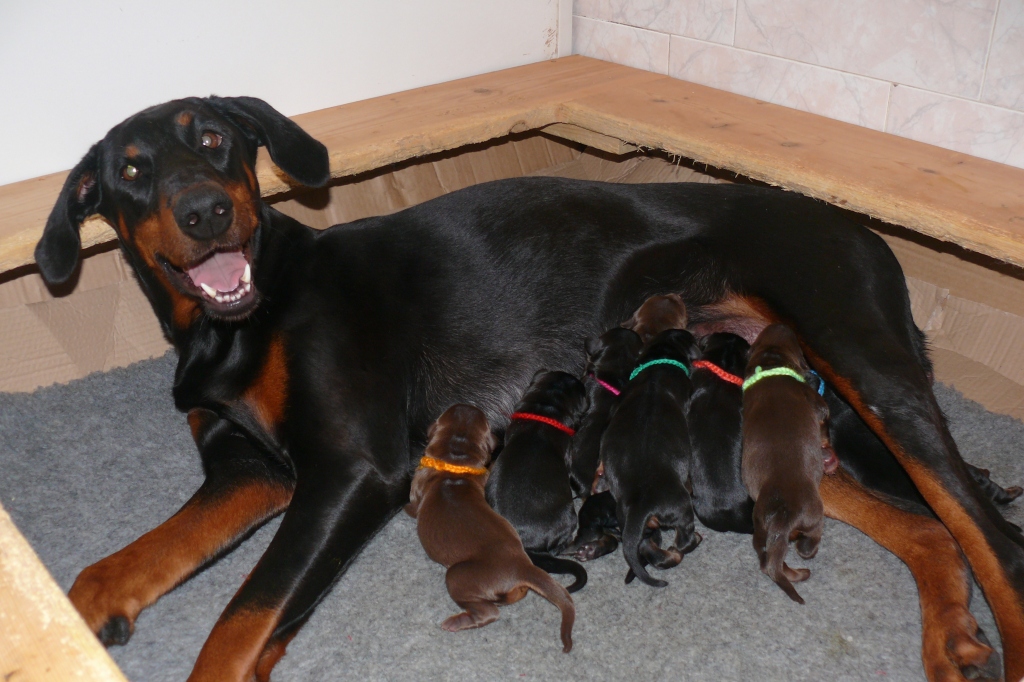 Cachorros de la camada M con 1 dia de edad