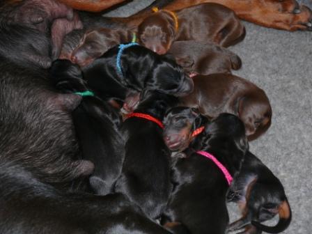 Cachorros con 1 dia
