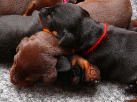Cachorros Camada N a las 2 semanas de edad