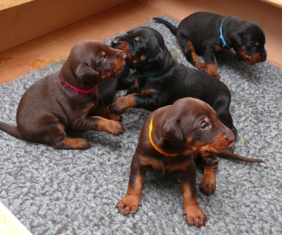 Cachorros Camada N a las 2 semanas de edad
