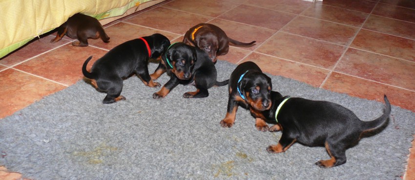 Cachorros Camada N a las 2 semanas de edad