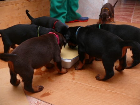 Cachorros Camada N a las 3 semanas de edad