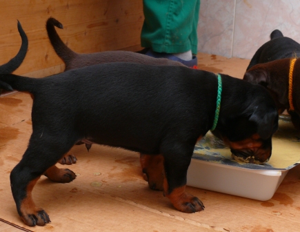 Cachorros Camada N a las 3 semanas de edad