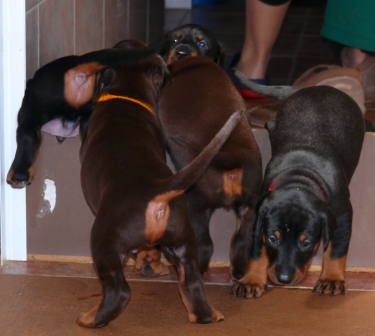 Cachorros Camada N a las 3 semanas de edad