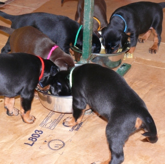 Cachorros Camada N a las 4 semanas de edad
