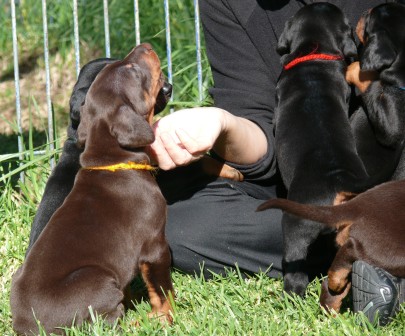 Cachorros Camada N a las 4 semanas de edad