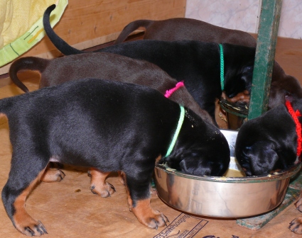 Cachorros Camada N a las 4 semanas de edad
