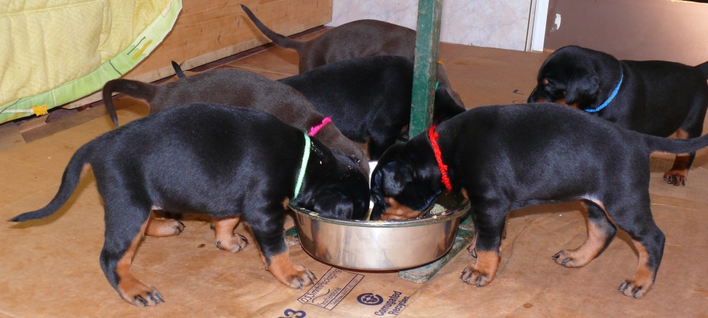 Cachorros Camada N a las 4 semanas de edad