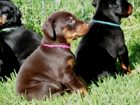 Cachorros Camada N a las 4 semanas de edad