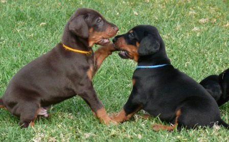Cachorros Camada N a las 5 semanas de edad