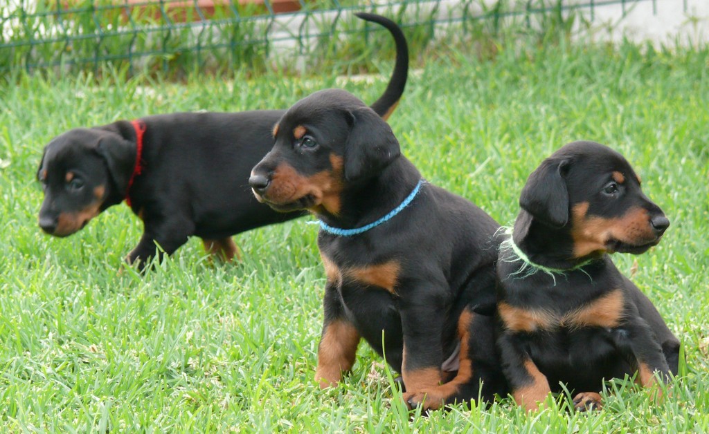 Cachorros de la camada N con 5 semanas de edad