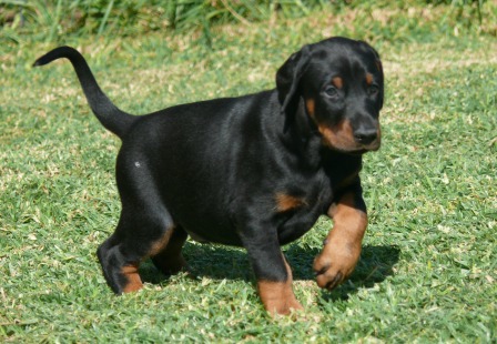 Cachorros Camada N a las 5 semanas de edad