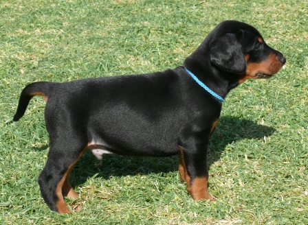 Cachorros Camada N a las 5 semanas de edad