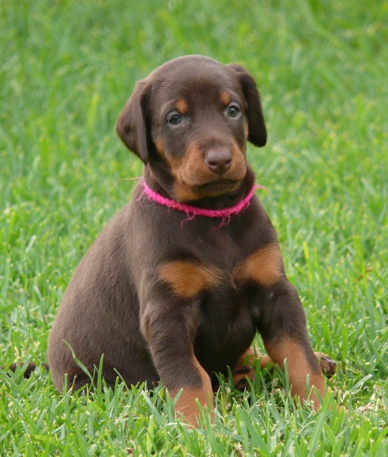 Cachorros Camada N a las 5 semanas de edad