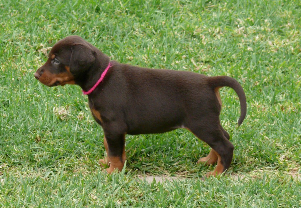 Cachorros Camada N a las 5 semanas de edad