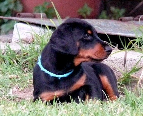 Cachorros camada N con 7 semanas de edad