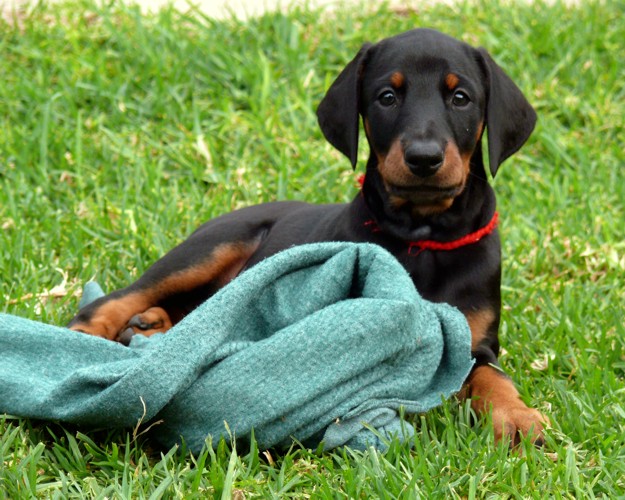 Cachorros camada N con 7 semanas de edad