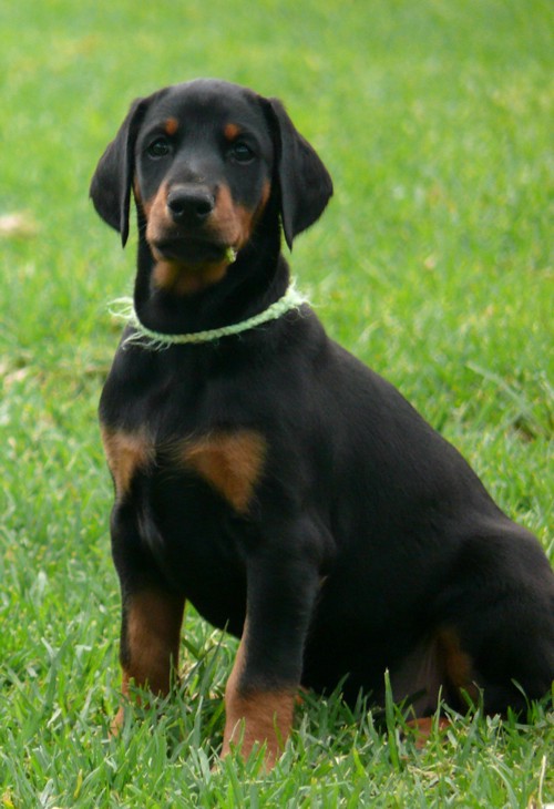 Rhayader Nero 7 semanas de edad