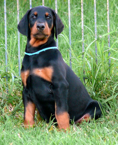 Rhayader Nemo 8 semanas de edad
