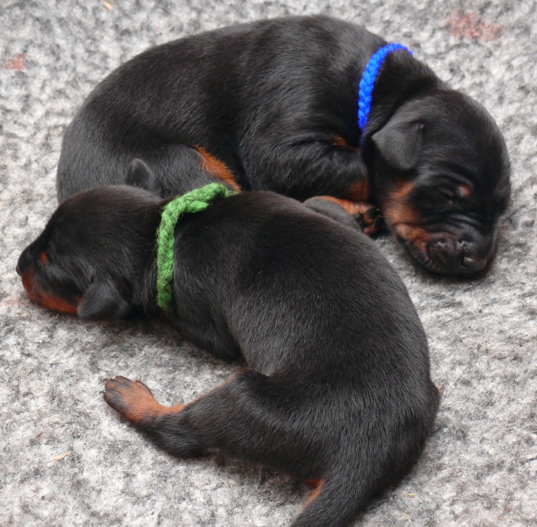 Cachorros camada O con 1 semana de edad