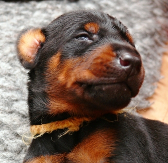 Cachorros camada O con 2 semanas de edad