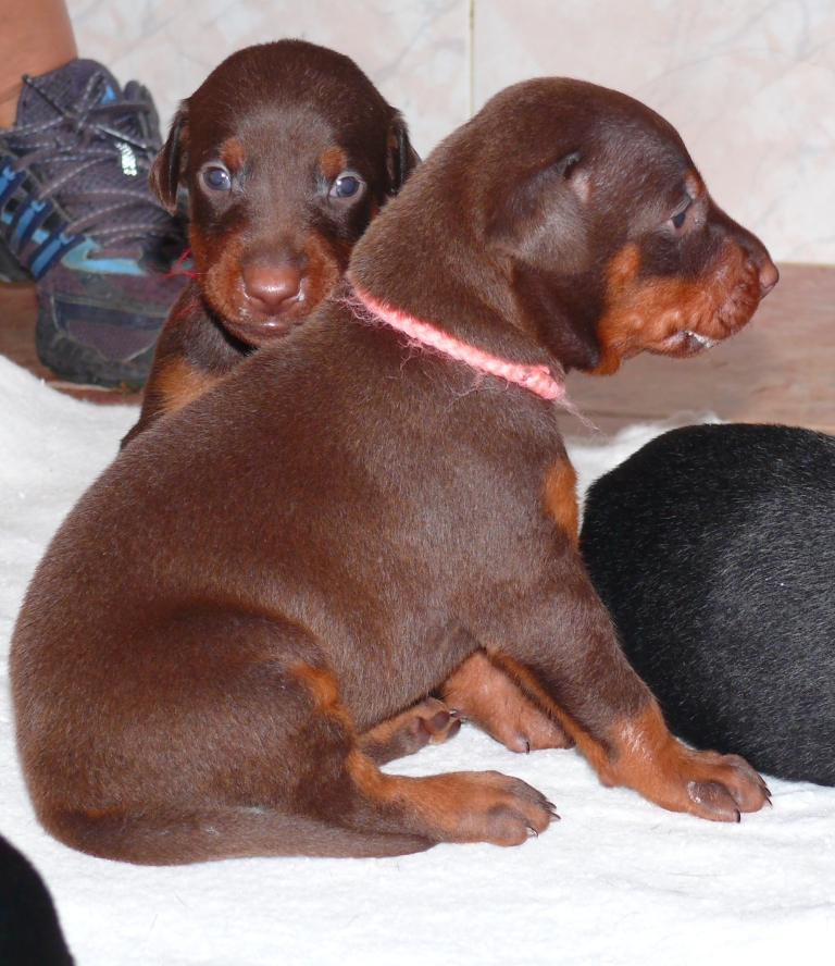 Cachorros camada O con 2 semanas de edad