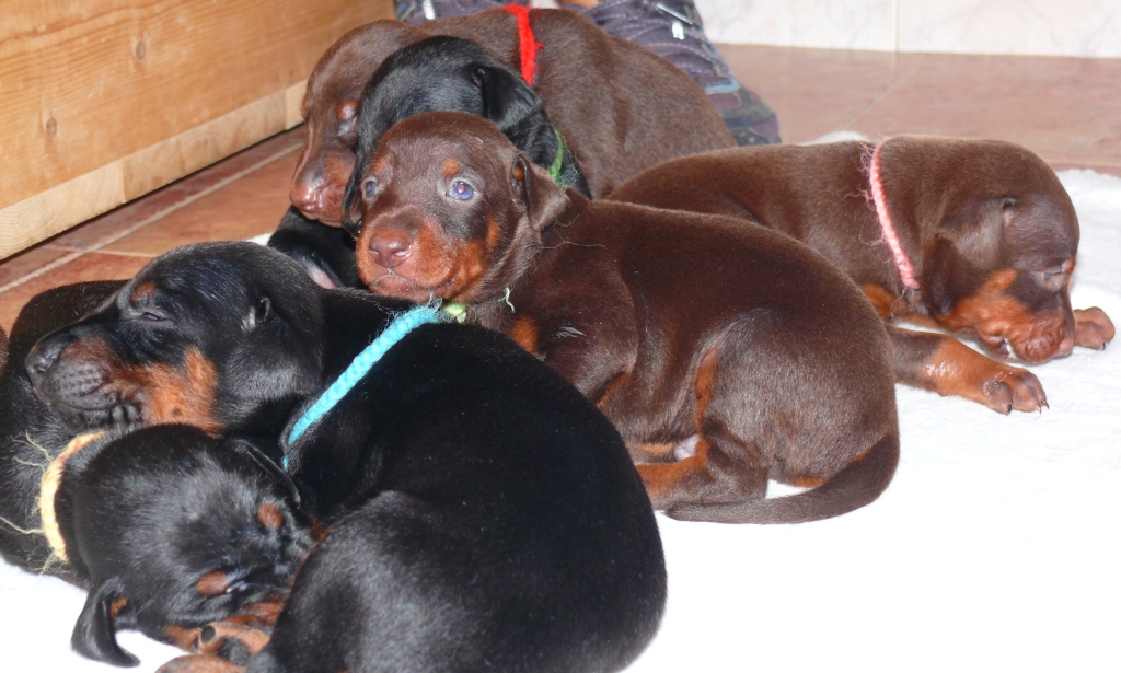 Cachorros camada O con 2 semanas de edad