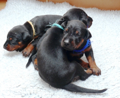 Cachorros camada O con 2 semanas de edad