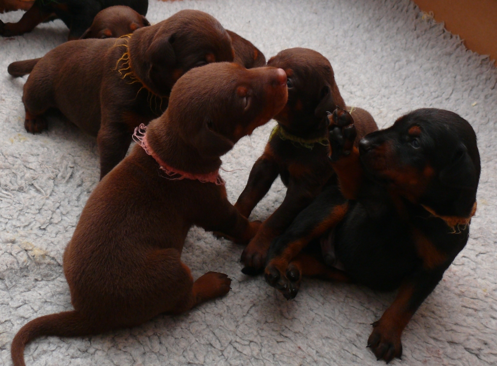 Cachorros camada O con 2 semanas de edad