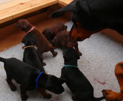 Cachorros camada O con 2 semanas de edad