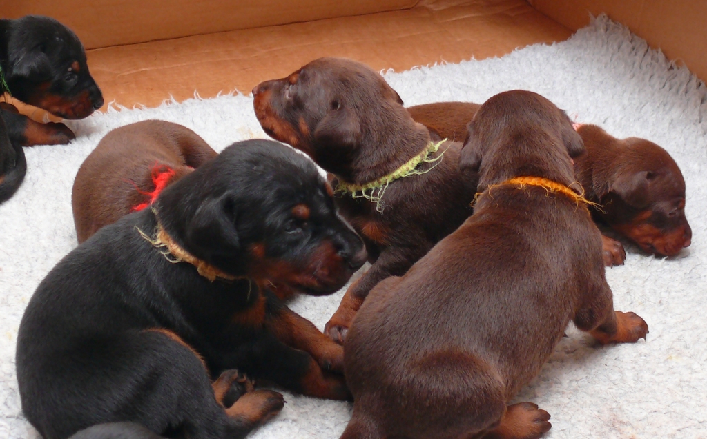 Cachorros camada O con 2 semanas de edad