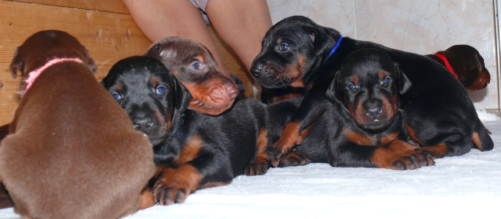 Cachorros camada O con 2 semanas de edad