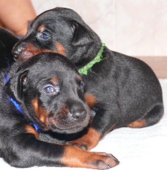 Cachorros camada O con 2 semanas de edad