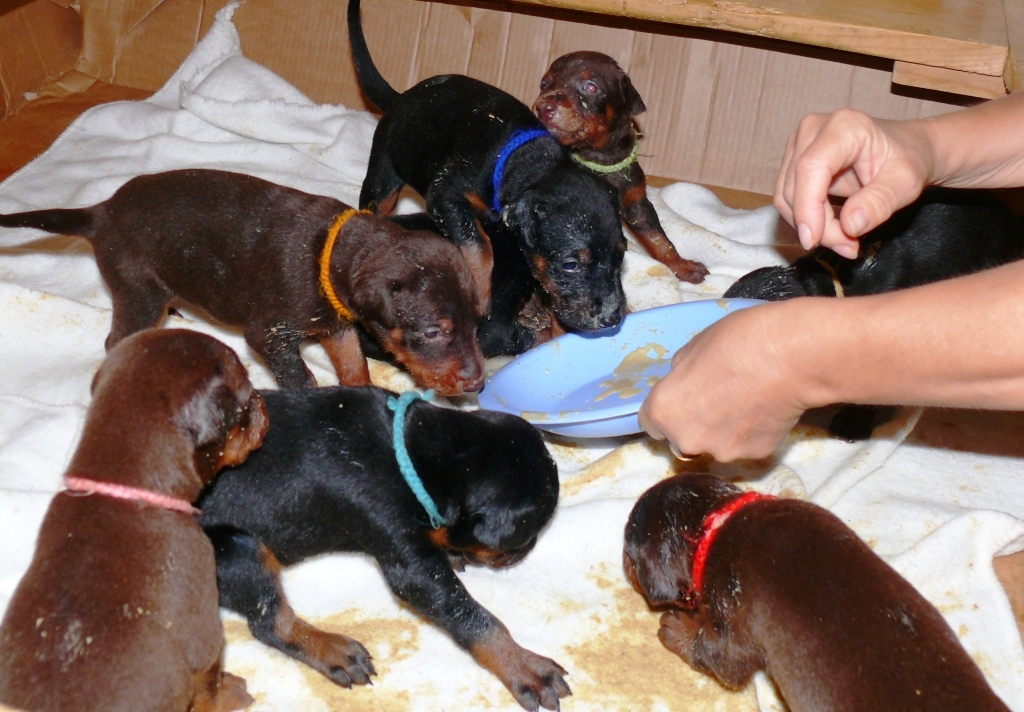 Cachorros camada O con 3 semanas de edad