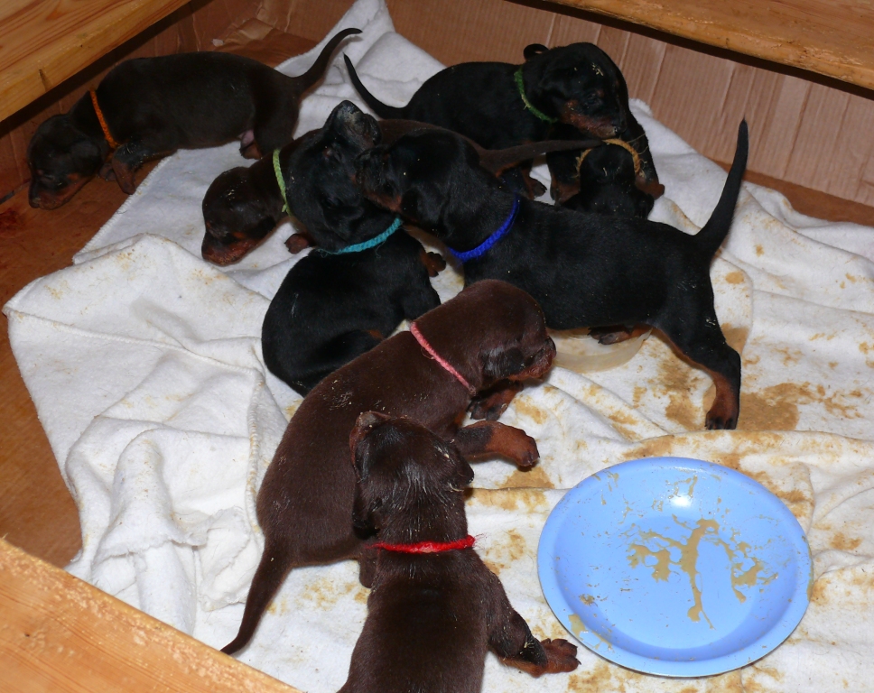 Cachorros camada O con 3 semanas de edad