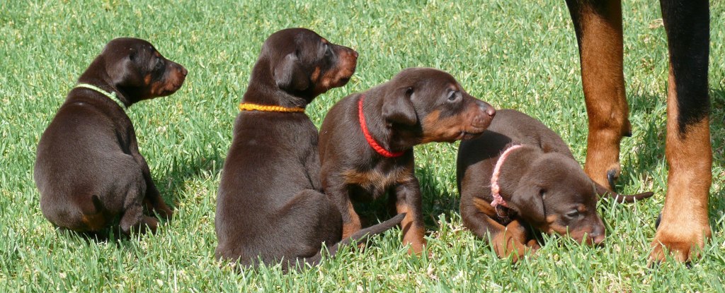 Cachorros camada O con 4 semanas de edad