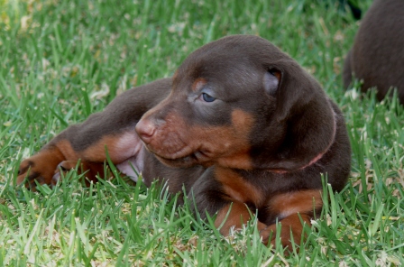 Cachorros camada O con 4 semanas de edad