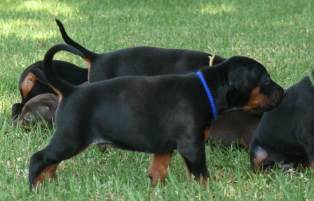 Cachorros camada O con 4 semanas de edad